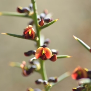 Daviesia genistifolia at Wamboin, NSW - 30 Sep 2018 12:56 PM