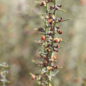 Daviesia genistifolia at Wamboin, NSW - 30 Sep 2018