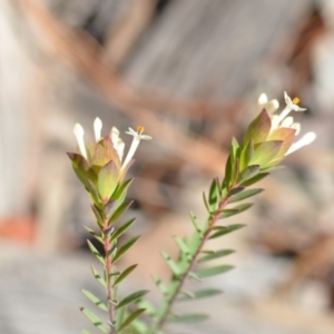 Pimelea linifolia subsp. linifolia at Wamboin, NSW - 30 Sep 2018