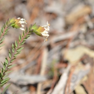 Pimelea linifolia subsp. linifolia at Wamboin, NSW - 30 Sep 2018 01:04 PM