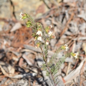 Pimelea linifolia subsp. linifolia at Wamboin, NSW - 30 Sep 2018 01:04 PM