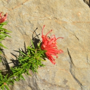 Grevillea sp. at Wamboin, NSW - 30 Sep 2018