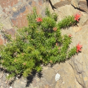 Grevillea sp. at Wamboin, NSW - 30 Sep 2018