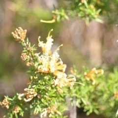 Grevillea sp. (Grevillea) at Wamboin, NSW - 30 Sep 2018 by natureguy