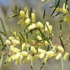 Acacia floribunda (White Sally Wattle, Gossamer Wattle) at Wamboin, NSW - 30 Sep 2018 by natureguy