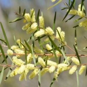 Acacia floribunda at Wamboin, NSW - 30 Sep 2018