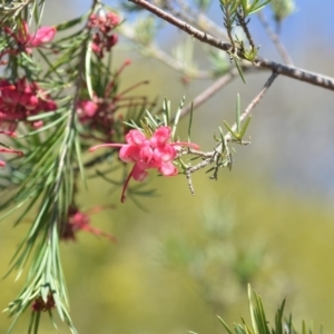 Grevillea sp. at Wamboin, NSW - 30 Sep 2018