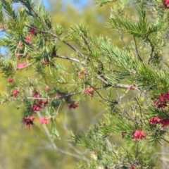 Grevillea sp. at Wamboin, NSW - 30 Sep 2018