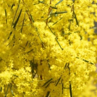 Acacia boormanii (Snowy River Wattle) at Wamboin, NSW - 30 Sep 2018 by natureguy