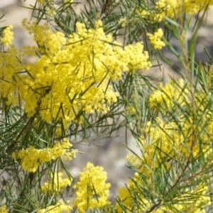 Acacia boormanii at Wamboin, NSW - 30 Sep 2018