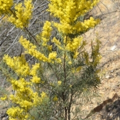 Acacia boormanii at Wamboin, NSW - 30 Sep 2018