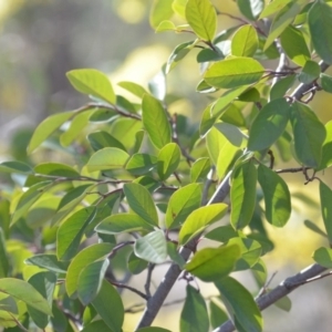 Cotoneaster glaucophyllus at Wamboin, NSW - 30 Sep 2018