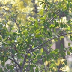 Cotoneaster glaucophyllus at Wamboin, NSW - 30 Sep 2018