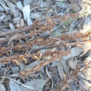 Orobanche minor at Wamboin, NSW - 30 Sep 2018