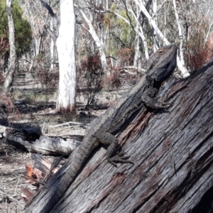 Pogona barbata at Bruce, ACT - suppressed