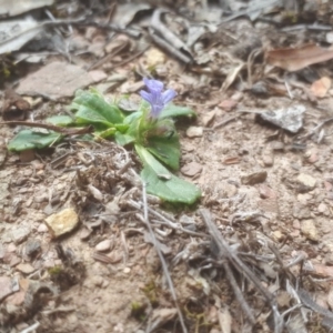 Ajuga australis at Primrose Valley, NSW - 24 Oct 2018