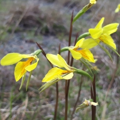 Diuris amabilis (Large Golden Moth) at Bungendore, NSW - 24 Oct 2018 by purple66