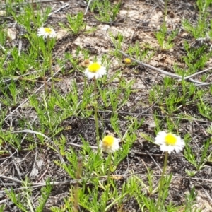 Calotis anthemoides at Bungendore, NSW - 24 Oct 2018