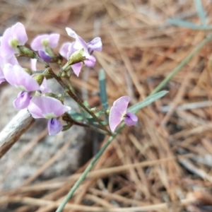 Glycine clandestina at Isaacs Ridge - 26 Oct 2018 03:04 PM