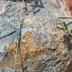 Glycine clandestina at Isaacs Ridge - 26 Oct 2018 03:04 PM