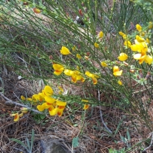 Cytisus scoparius subsp. scoparius at Isaacs, ACT - 26 Oct 2018