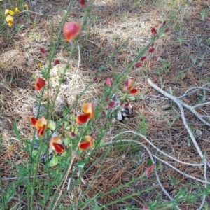 Cytisus scoparius subsp. scoparius at Isaacs, ACT - 26 Oct 2018