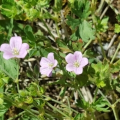 Geranium solanderi (Native Geranium) at Isaacs, ACT - 26 Oct 2018 by Mike