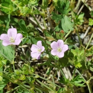 Geranium solanderi at Isaacs, ACT - 26 Oct 2018 02:20 PM