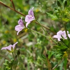 Geranium solanderi at Isaacs, ACT - 26 Oct 2018