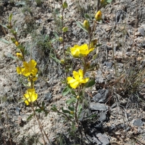 Hibbertia obtusifolia at Isaacs, ACT - 26 Oct 2018