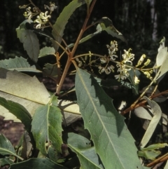 Lomatia fraseri (Silky Lomatia, Tree Lomatia, Forest Lomatia) at Araluen, NSW - 31 Dec 1999 by BettyDonWood