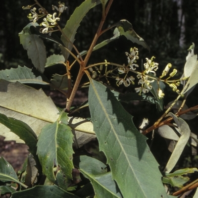 Lomatia fraseri (Silky Lomatia, Tree Lomatia, Forest Lomatia) at Araluen, NSW - 30 Dec 1999 by BettyDonWood