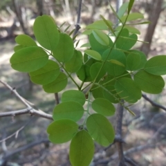 Robinia pseudoacacia (Black Locust) at Isaacs Ridge - 26 Oct 2018 by Mike