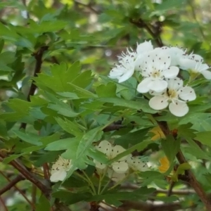 Crataegus monogyna at Isaacs Ridge - 26 Oct 2018 03:24 PM