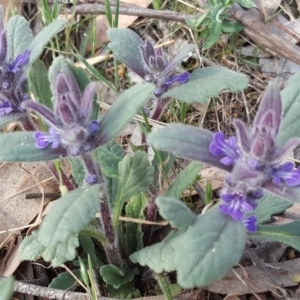 Ajuga australis at Isaacs Ridge - 26 Oct 2018