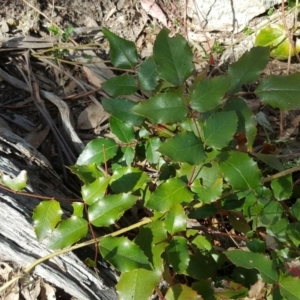 Berberis aquifolium at Isaacs Ridge - 26 Oct 2018