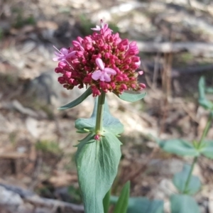 Centranthus ruber at Isaacs, ACT - 26 Oct 2018