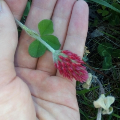 Trifolium incarnatum (Crimson Clover) at Coombs, ACT - 23 Oct 2018 by RyuCallaway