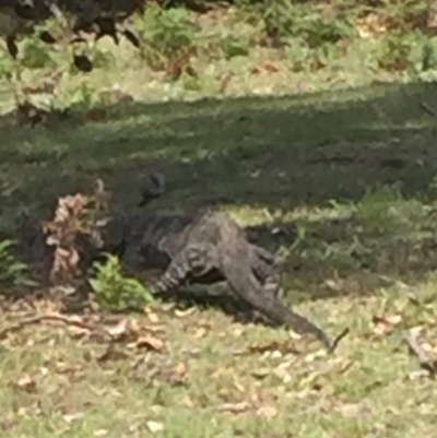 Varanus varius (Lace Monitor) at Cuttagee, NSW - 26 Oct 2018 by loumcc