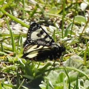 Agaristodes feisthamelii at Tharwa, ACT - 26 Oct 2018 09:05 AM