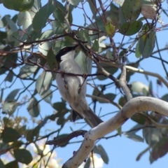 Melithreptus lunatus at Campbell, ACT - 26 Oct 2018