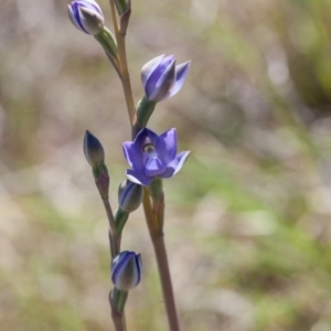 Thelymitra pauciflora at Murrumbateman, NSW - 26 Oct 2018