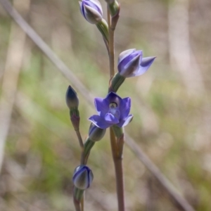 Thelymitra pauciflora at Murrumbateman, NSW - suppressed