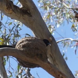 Corcorax melanorhamphos at Hackett, ACT - 26 Oct 2018