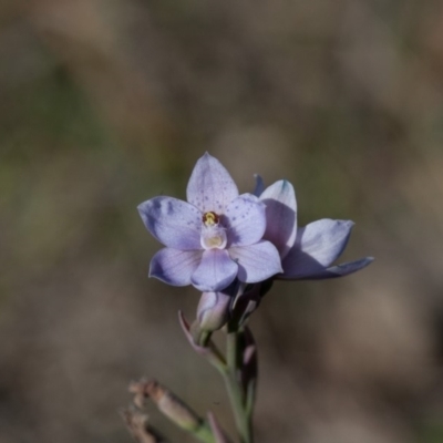 Thelymitra ixioides (Dotted Sun Orchid) at Yass River, NSW - 26 Oct 2018 by SallyandPeter