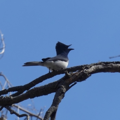 Myiagra cyanoleuca (Satin Flycatcher) at Majura, ACT - 25 Oct 2018 by WalterEgo