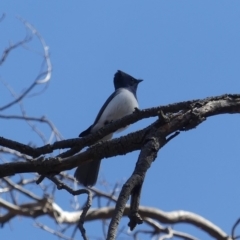 Myiagra cyanoleuca at Majura, ACT - 26 Oct 2018