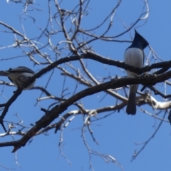 Myiagra cyanoleuca at Majura, ACT - 26 Oct 2018