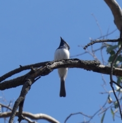 Myiagra cyanoleuca at Majura, ACT - 26 Oct 2018