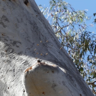 Apis mellifera (European honey bee) at Mount Majura - 25 Oct 2018 by WalterEgo